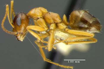 Media type: image;   Entomology 8843 Aspect: habitus lateral view